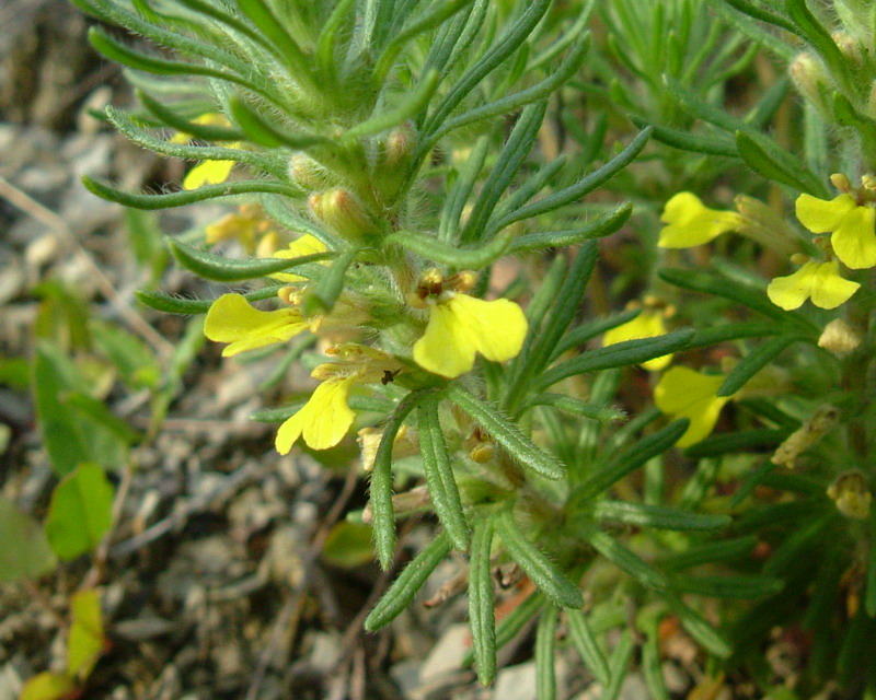 Ajuga chamaepitys / Camepizio